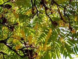 Image of staghorn sumac