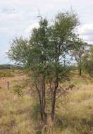 Image of Flindersia dissosperma (F. Müll.) Domin