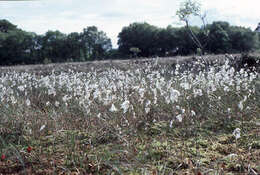 Image of common cottongrass