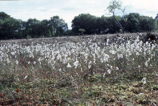 Image of common cottongrass