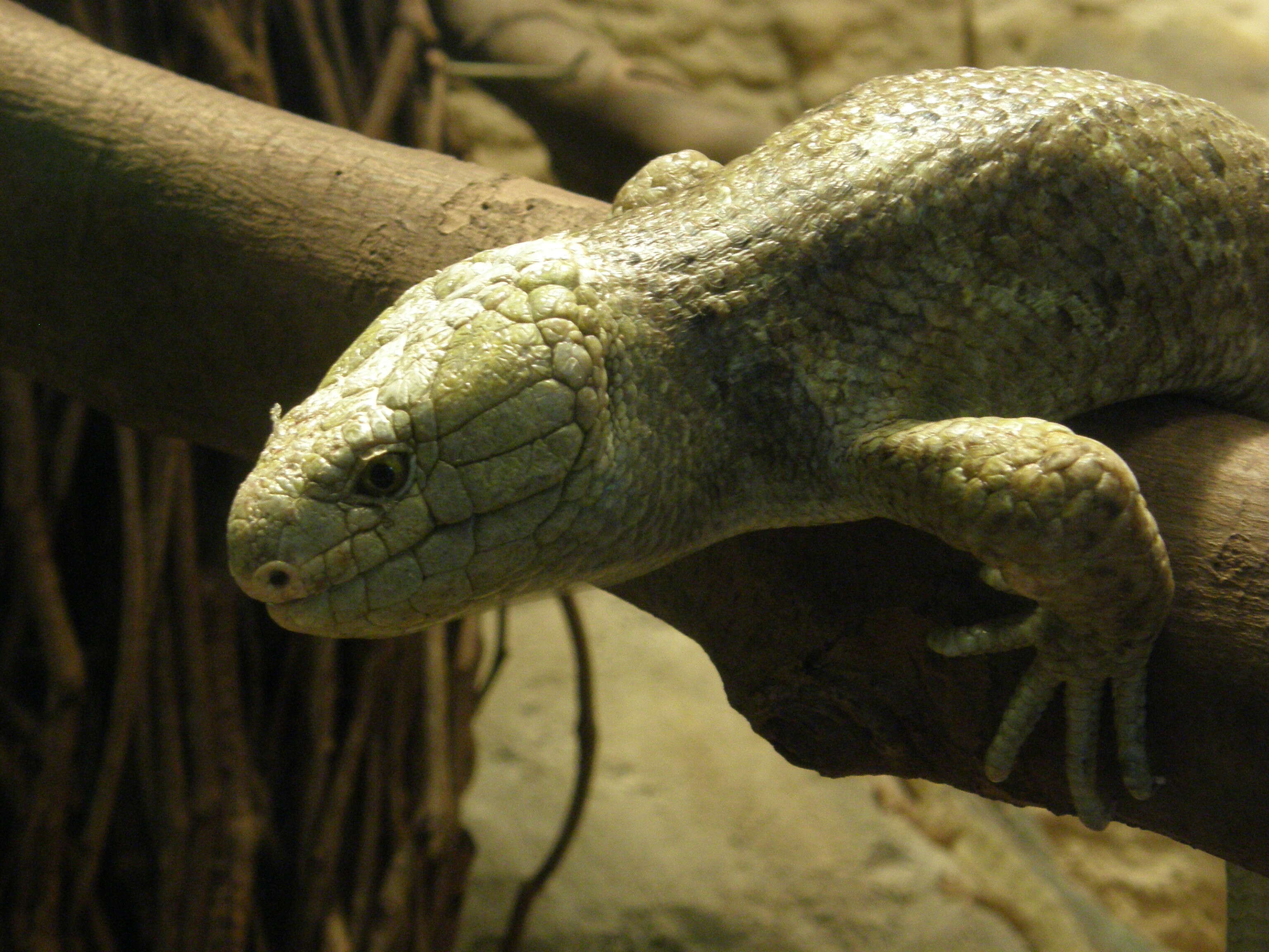 Image of Solomon Island skinks