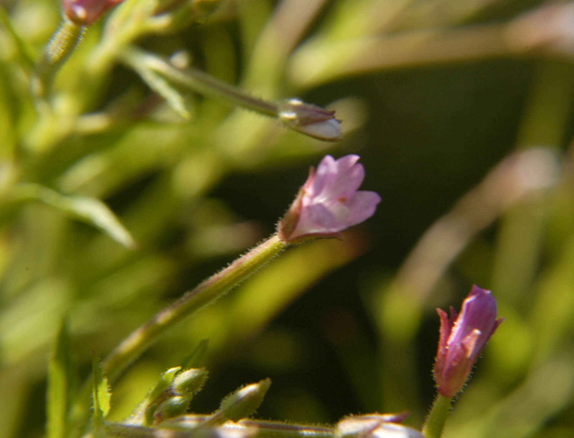 Image of purpleleaf willowherb