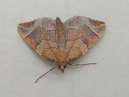 Image of Chevron Moth