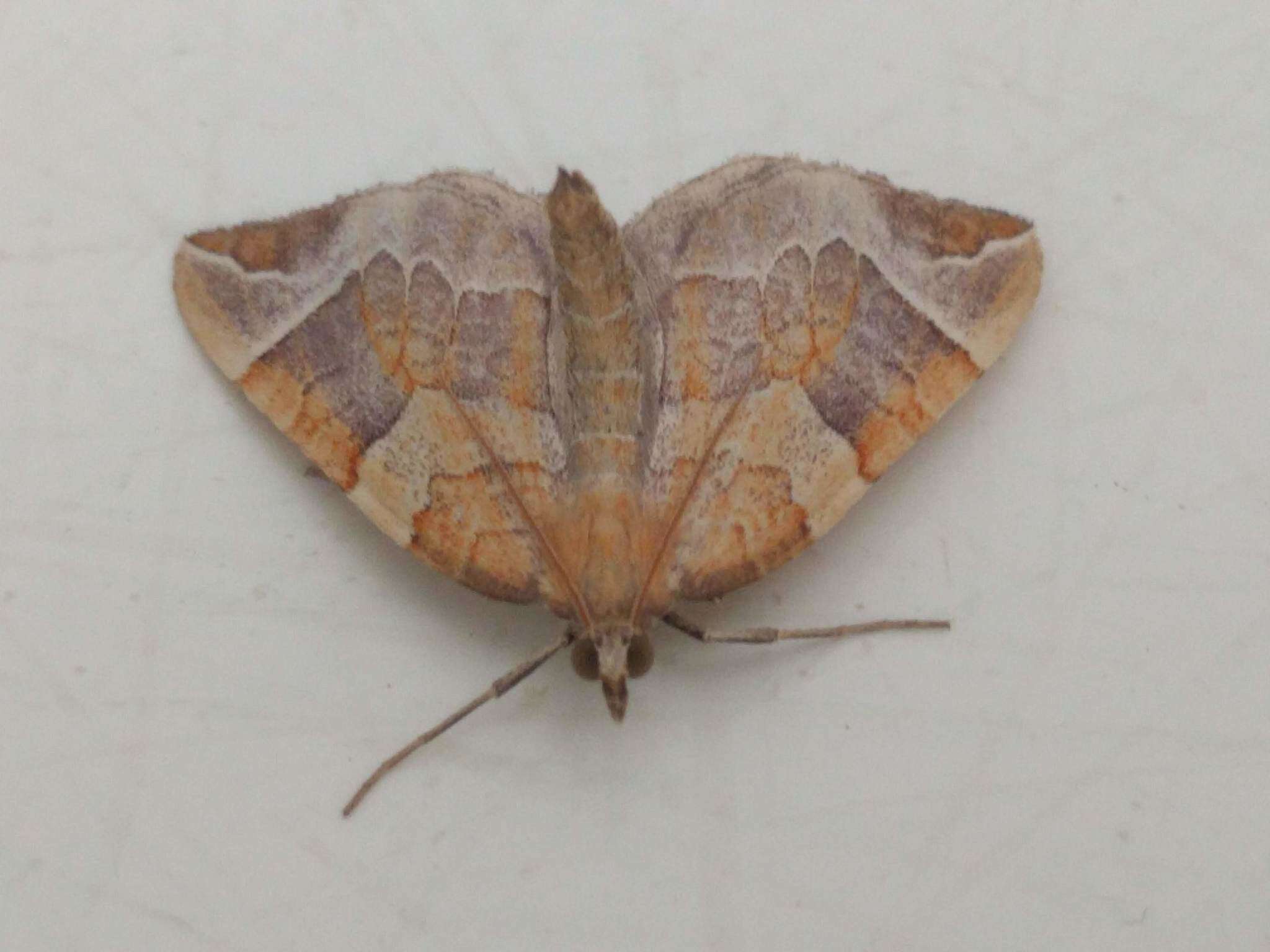 Image of Chevron Moth