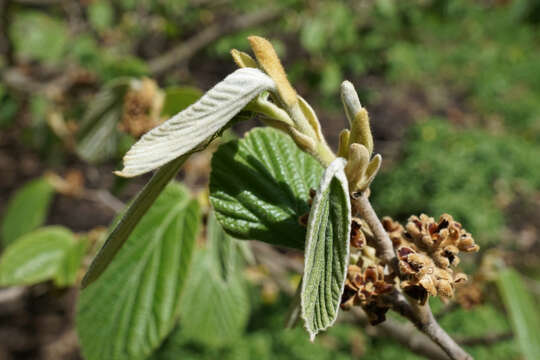 Imagem de Hamamelis mollis Oliv.