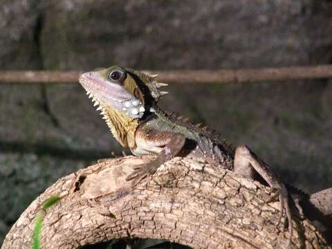 Image of Boyd's Forest Dragon