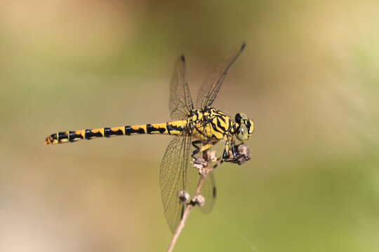 Image of Green-eyed Hooktail