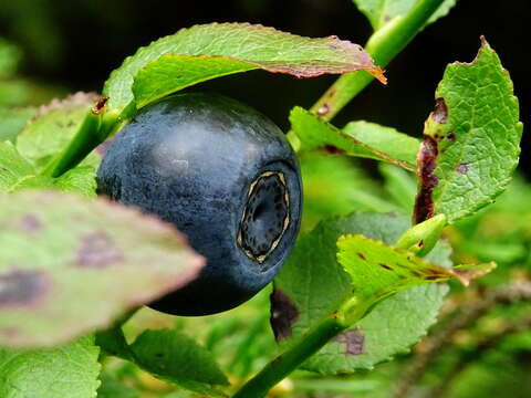 Image of Vaccinium sect. Cyanococcus