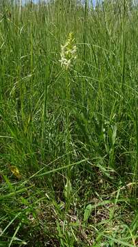 Image of lesser butterfly-orchid