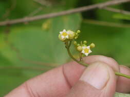 Image of Solena amplexicaulis (Lam.) Gandhi ex Saldanha & Nicolson