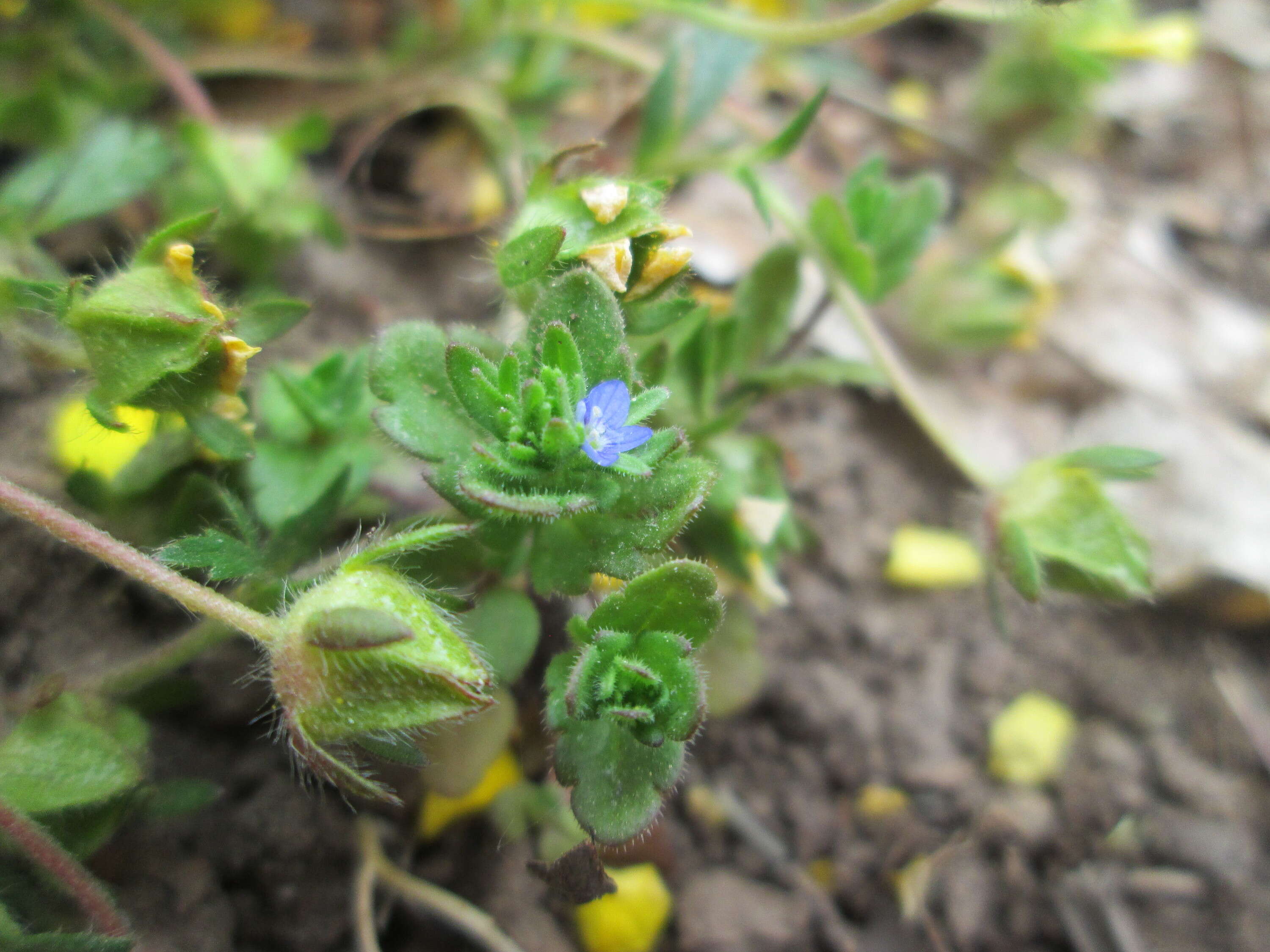 Image of common speedwell