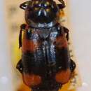 Image of Nicrophorus (Nicrophorus) apo Arnett 1950