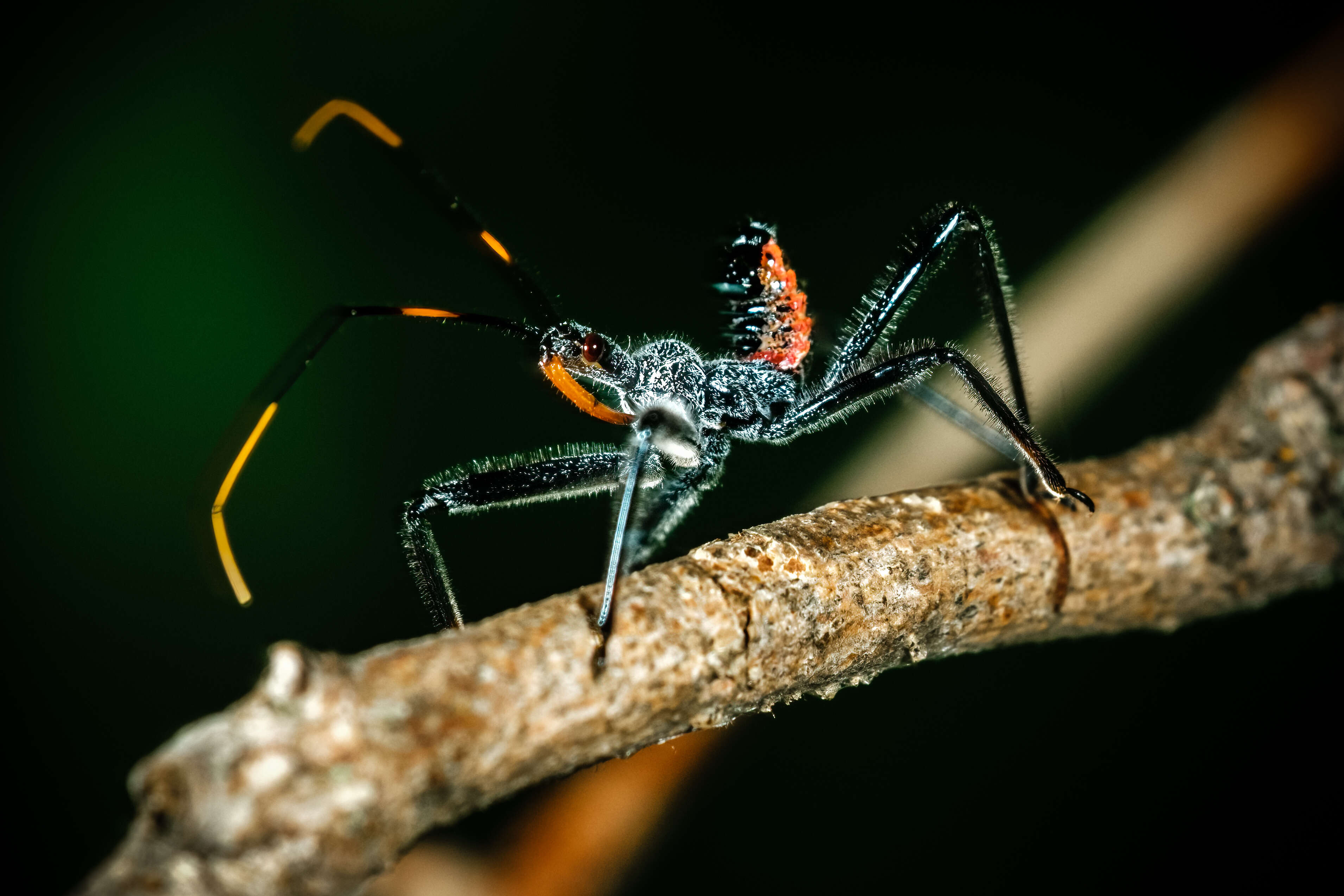 Image of Wheel Bug