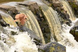 Image of Nankeen Night Heron