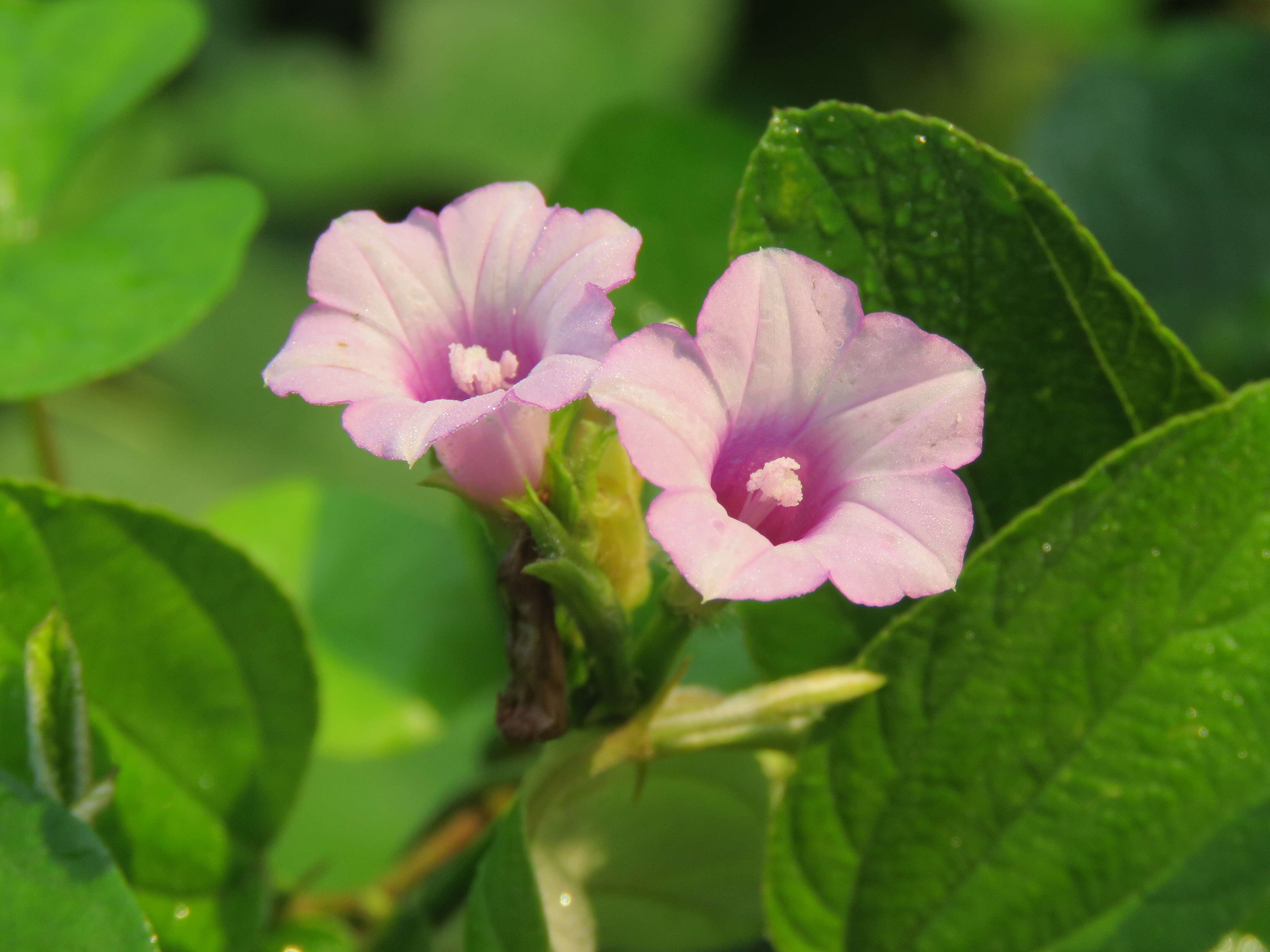 Plancia ëd Ipomoea triloba L.