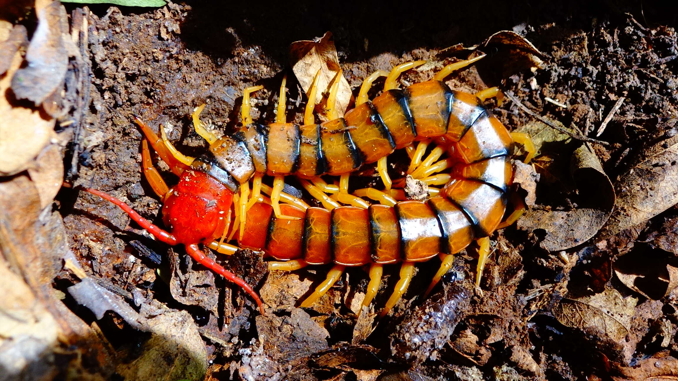 Image of Bark Centipedes