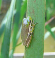 Image of American Green Treefrog