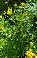 Image of Kalm's St. John's wort