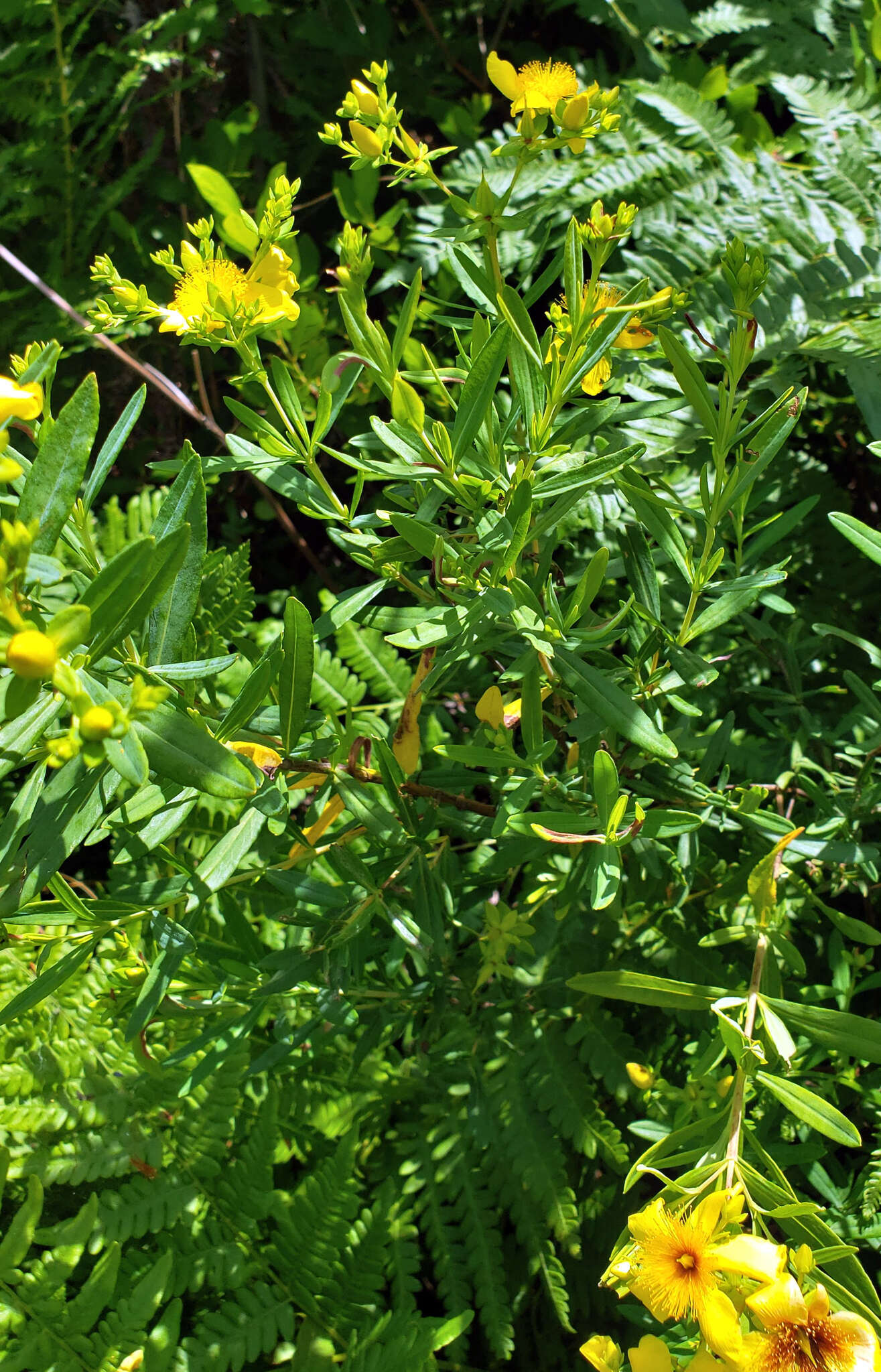 Image of Kalm's St. John's wort