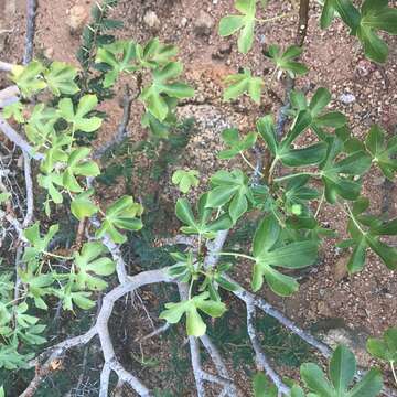 Image of bellyache bush