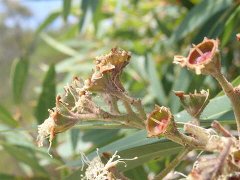 Image of Angophora crassifolia (G. Leach) L. A. S. Johnson & K. D. Hill