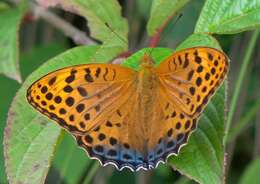 Image of Argynnis childreni