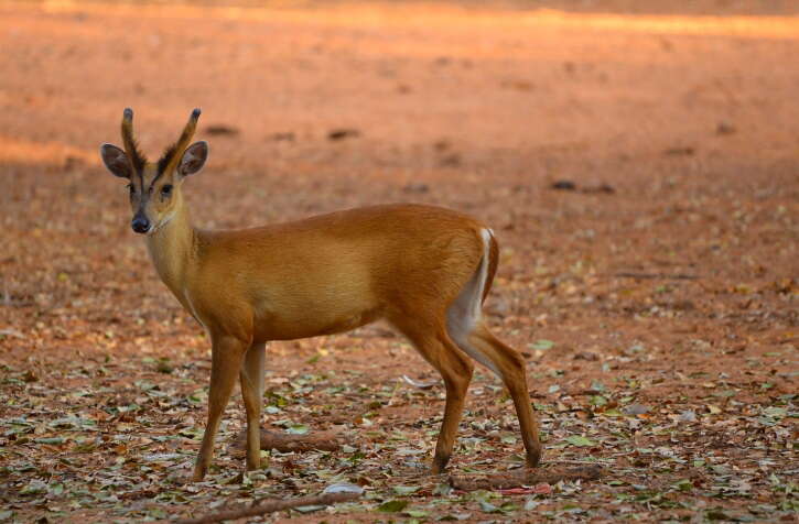 Image of Barking Deer