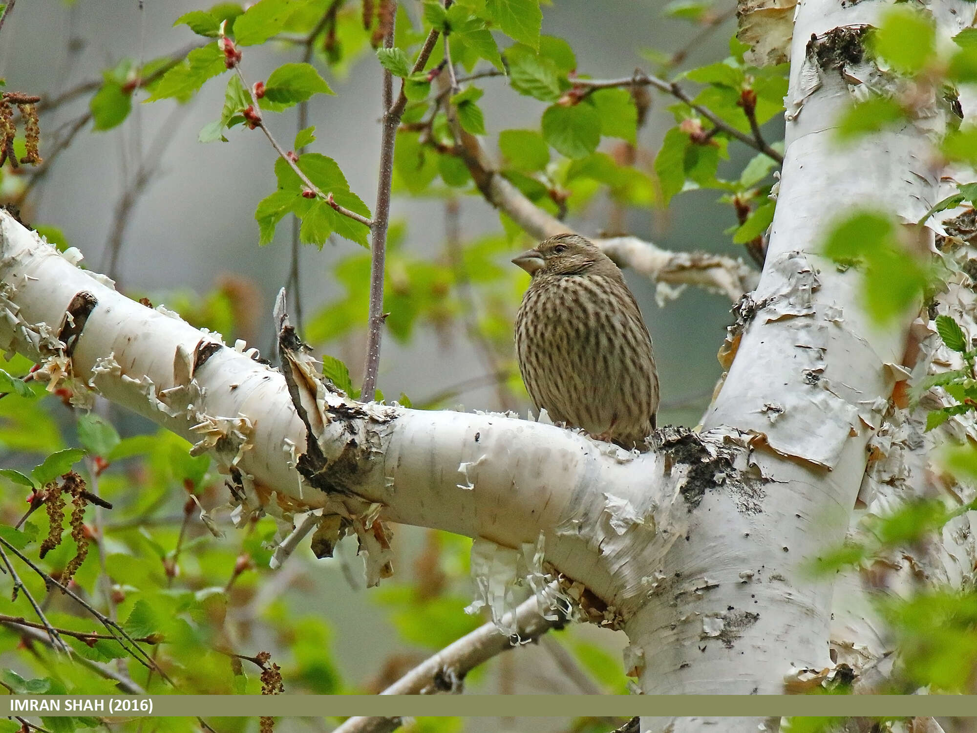 Plancia ëd Carpodacus rhodochlamys (Brandt & JF 1843)