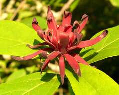 Image de Calycanthus floridus L.