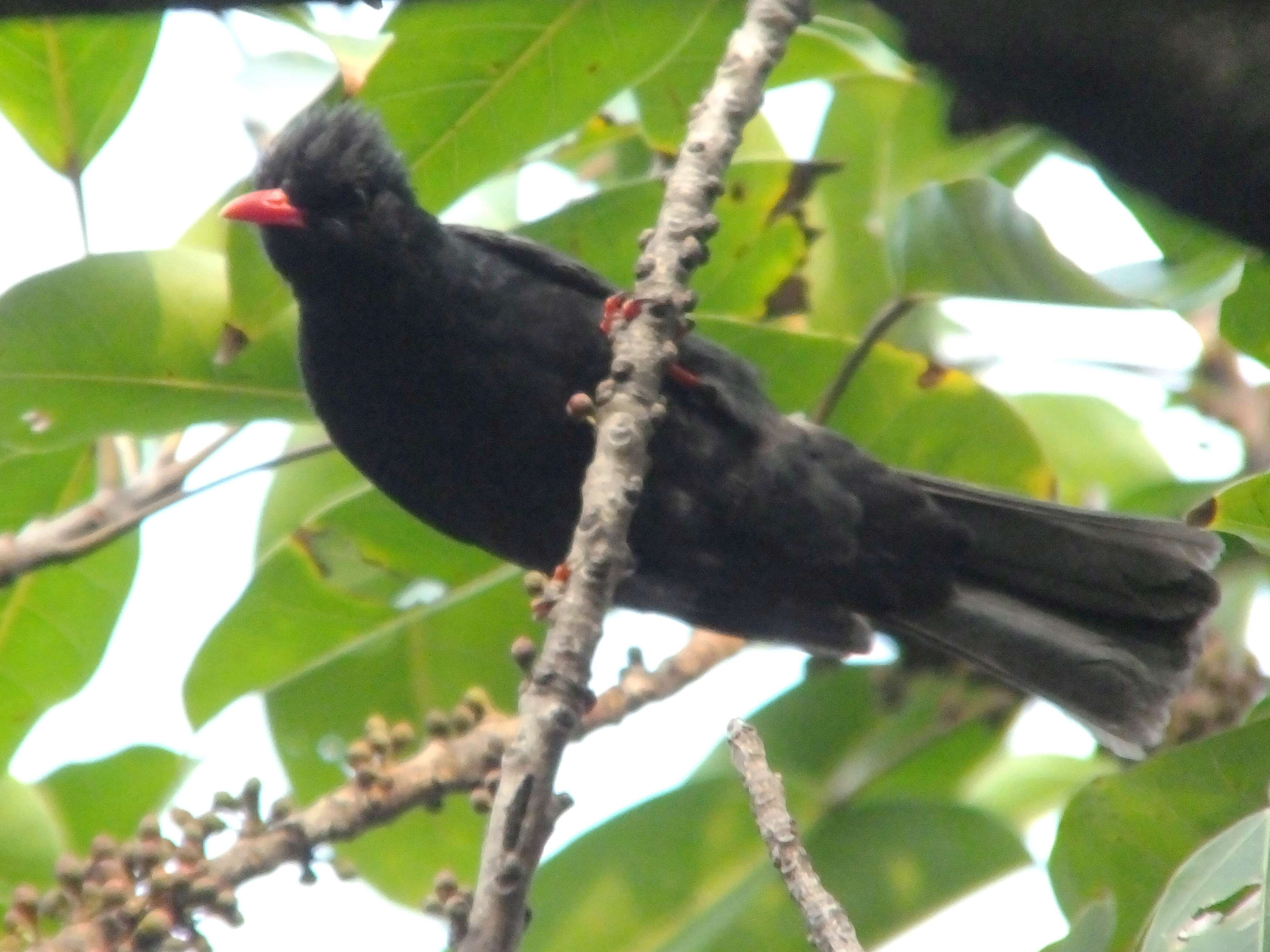 Image de Bulbul noir