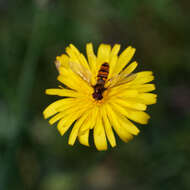 Image of fall dandelion