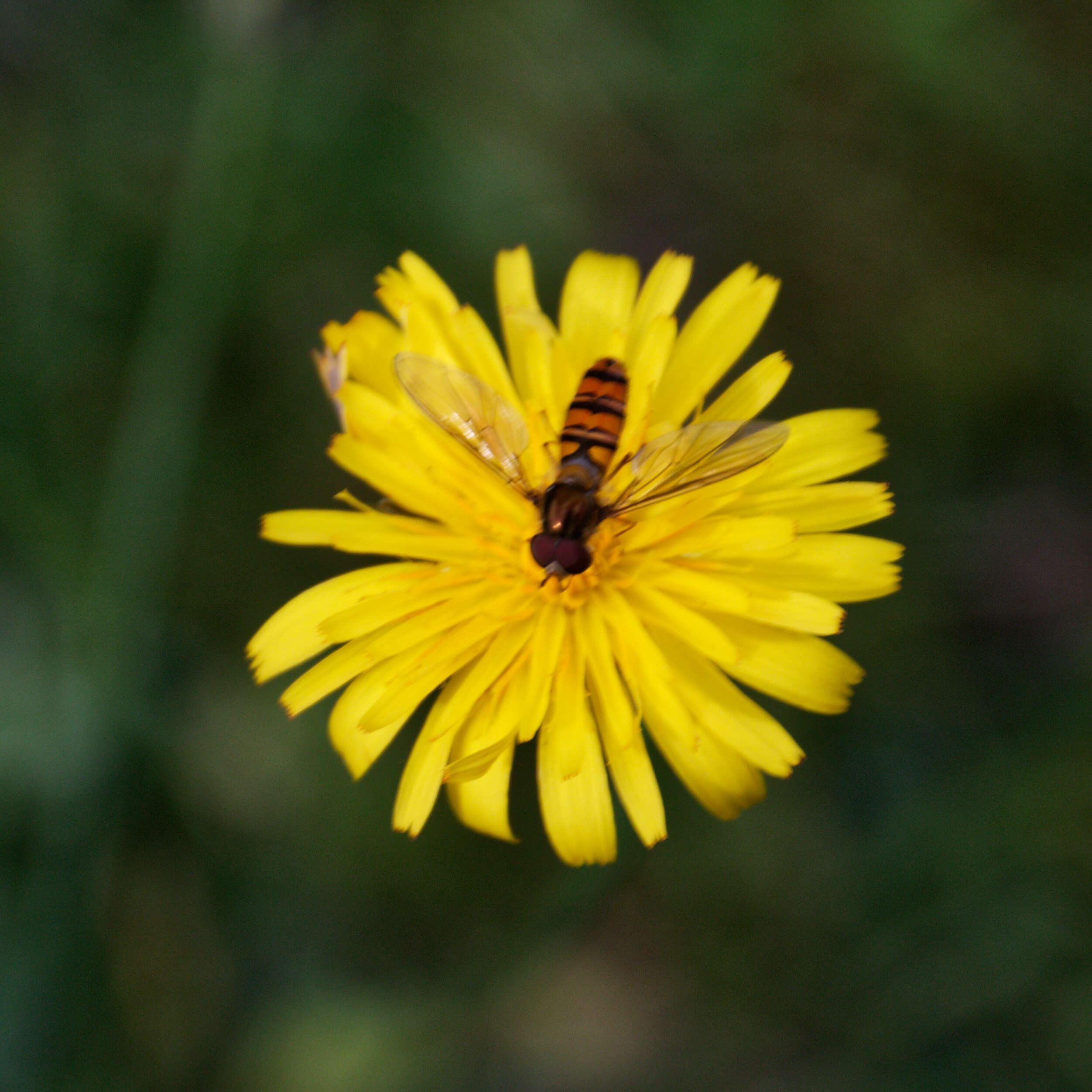 Imagem de Scorzoneroides autumnalis subsp. autumnalis