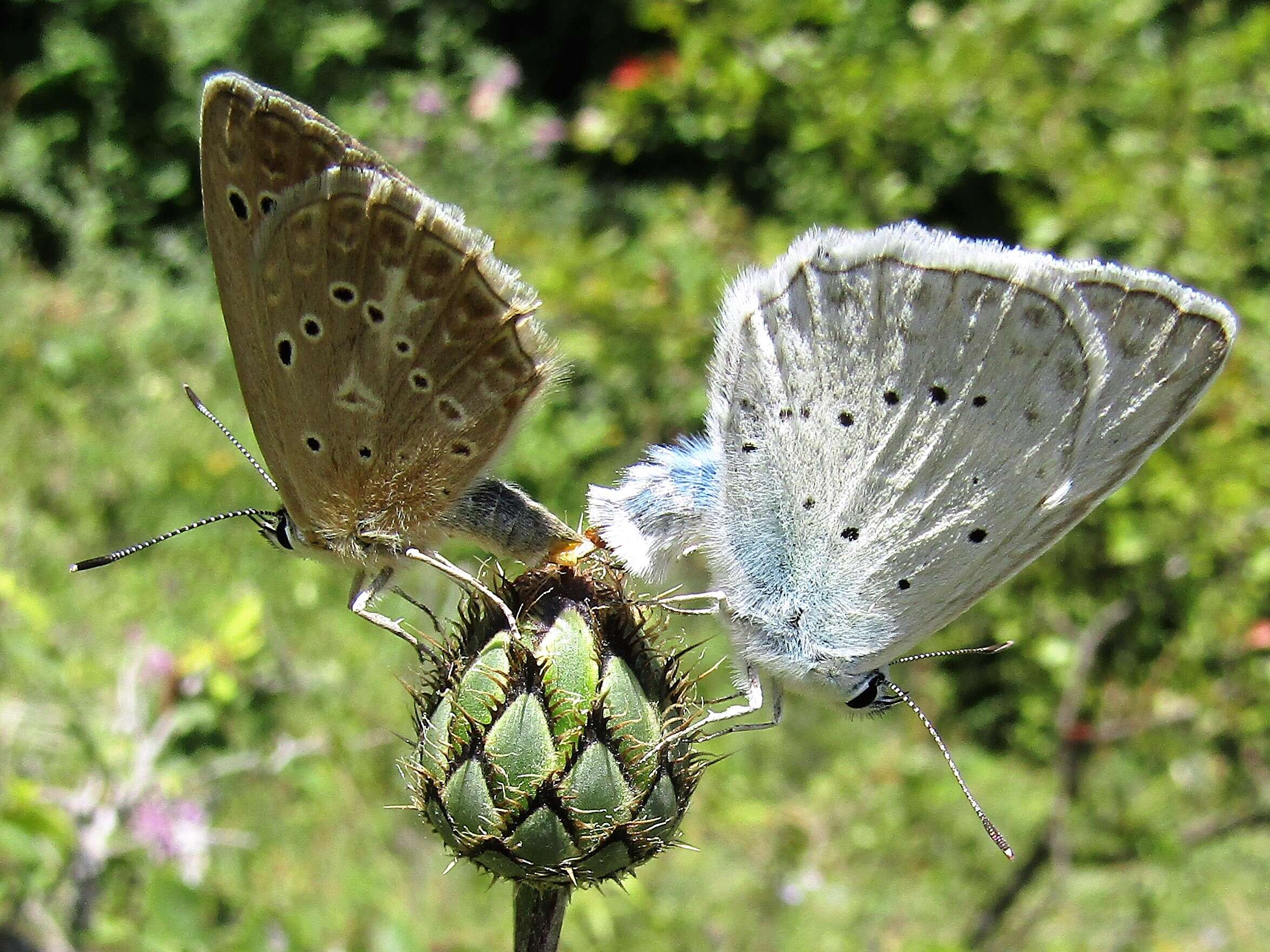 Image of Polyommatus daphnis