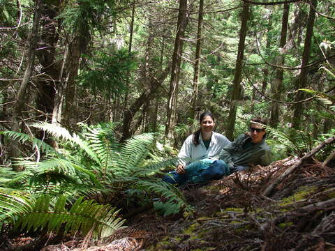 Image of alpine woodfern