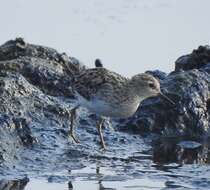 Image of Long-toed Stint