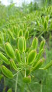 Image of Thompson's desertparsley