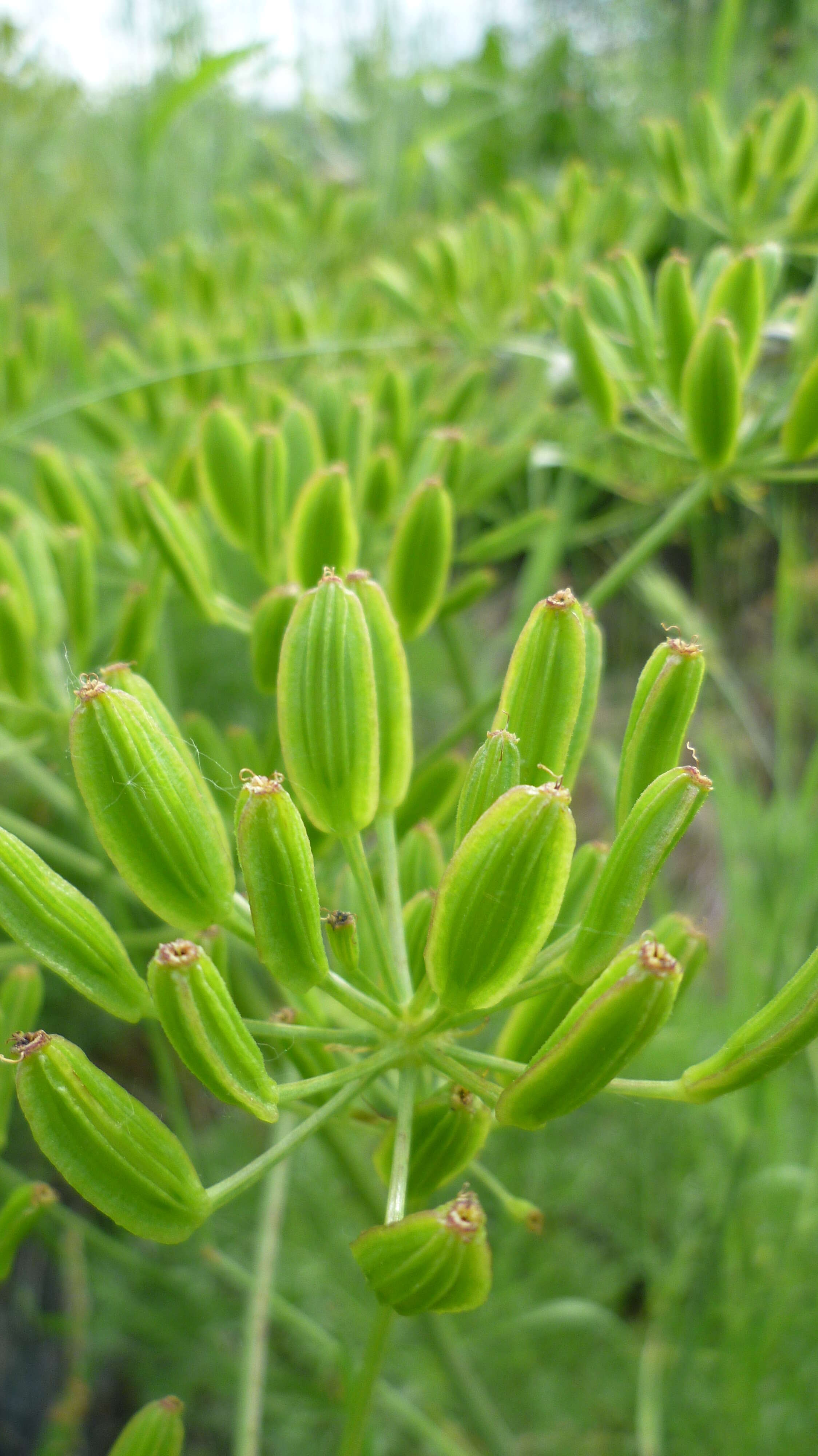 Image of Thompson's desertparsley