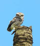 Image of Spotted Owlet