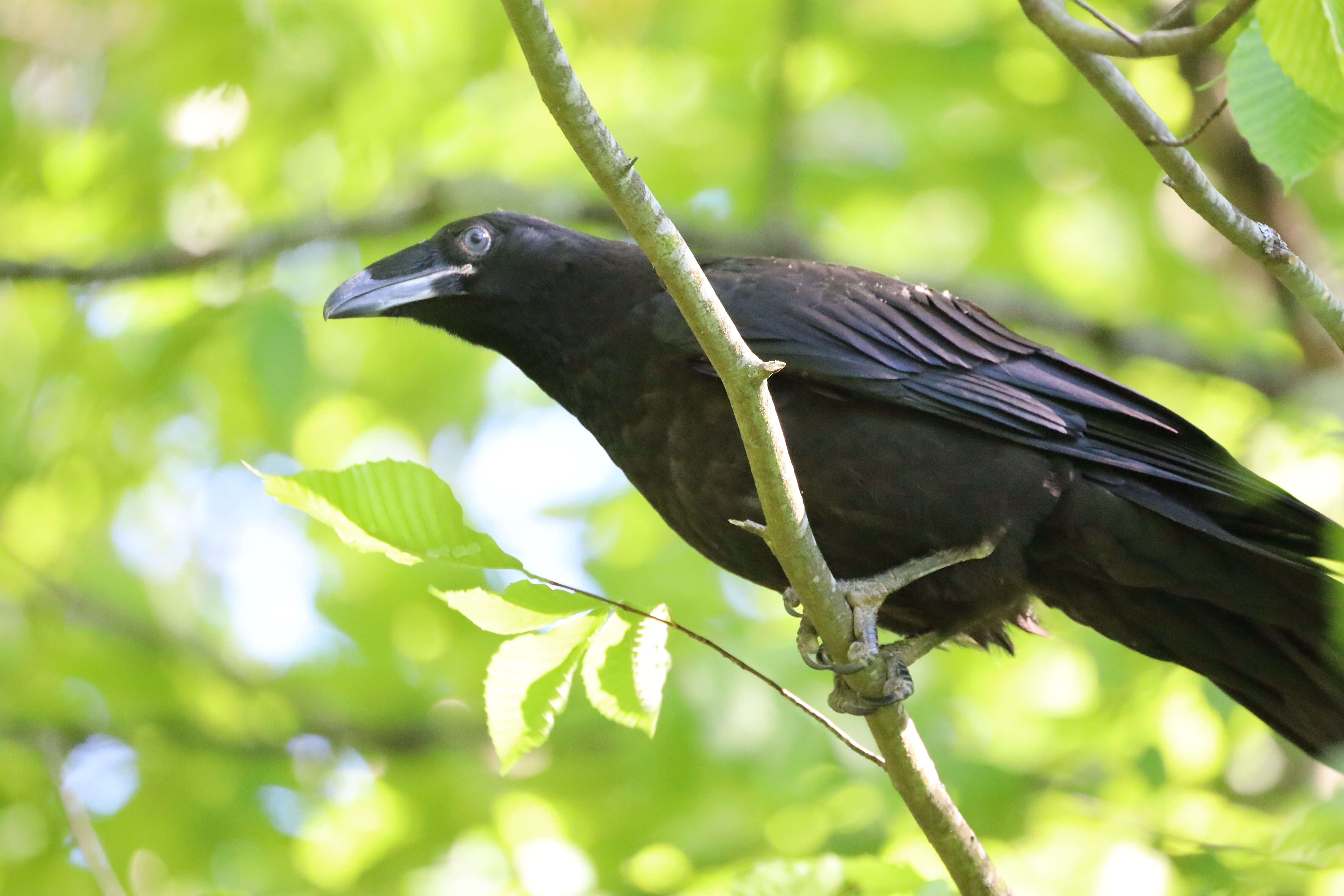 Image of Northern Raven