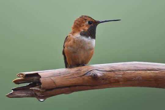 Image de Colibri roux