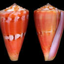 Image of Conus theodorei Petuch 2000