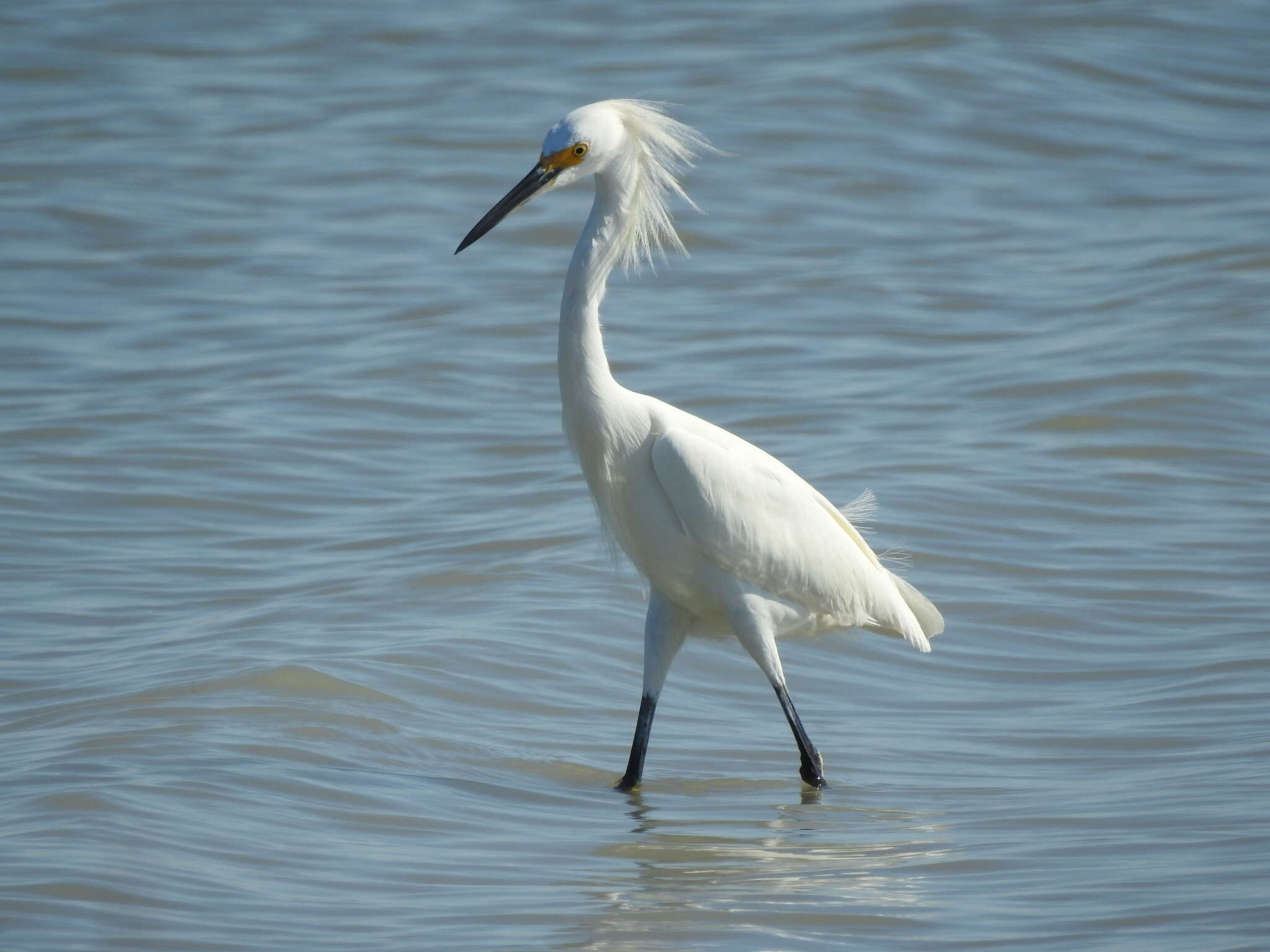 Image de Aigrette neigeuse