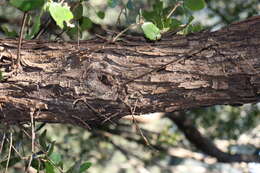 Image of <i>Quercus phillyraeoides</i>