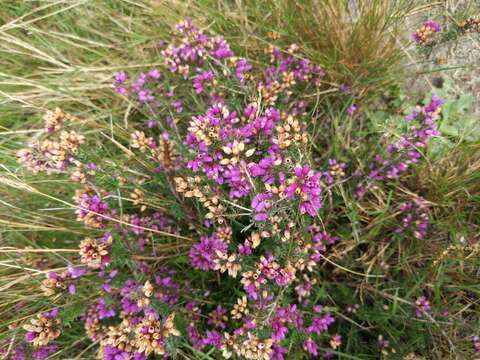 Image of Bell Heather