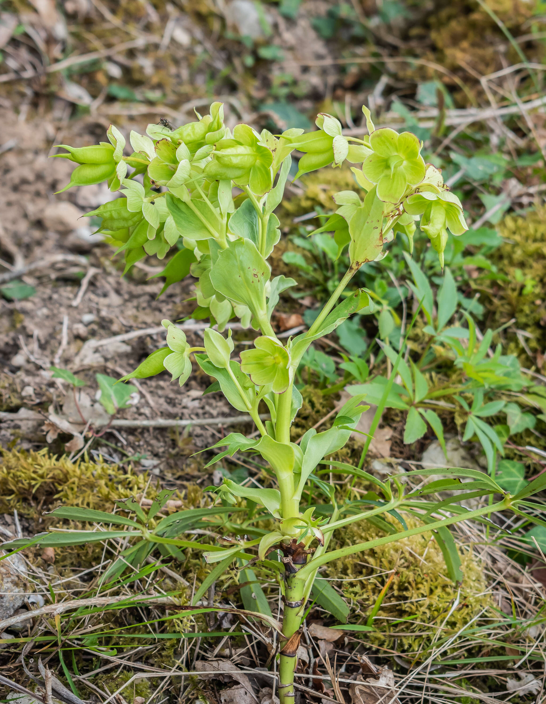 Image of Stinking Hellebore