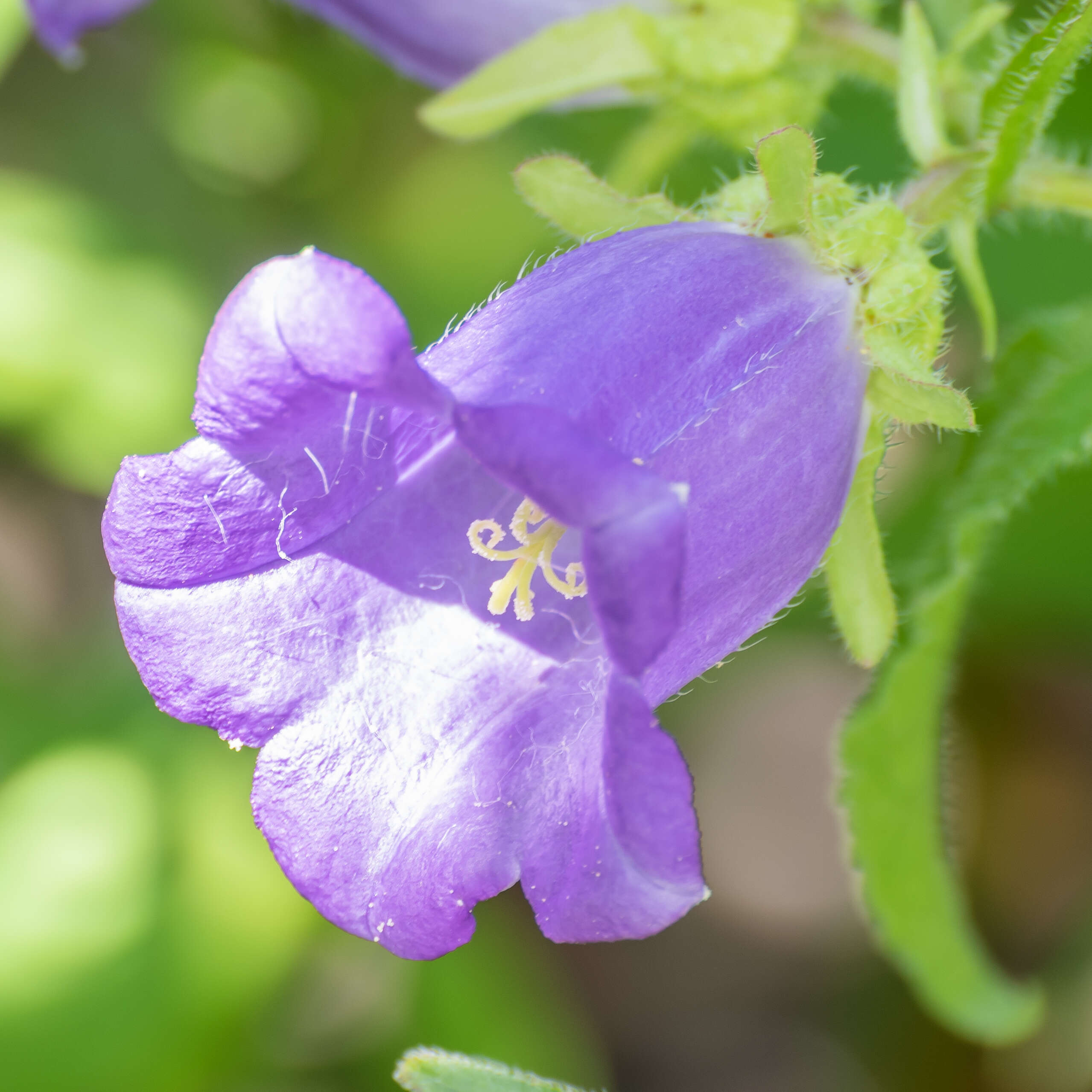 Image of Canterbury Bells