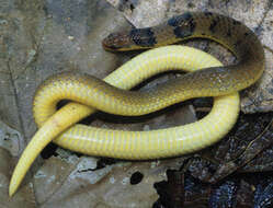 Image of Luzon Dwarf Snake