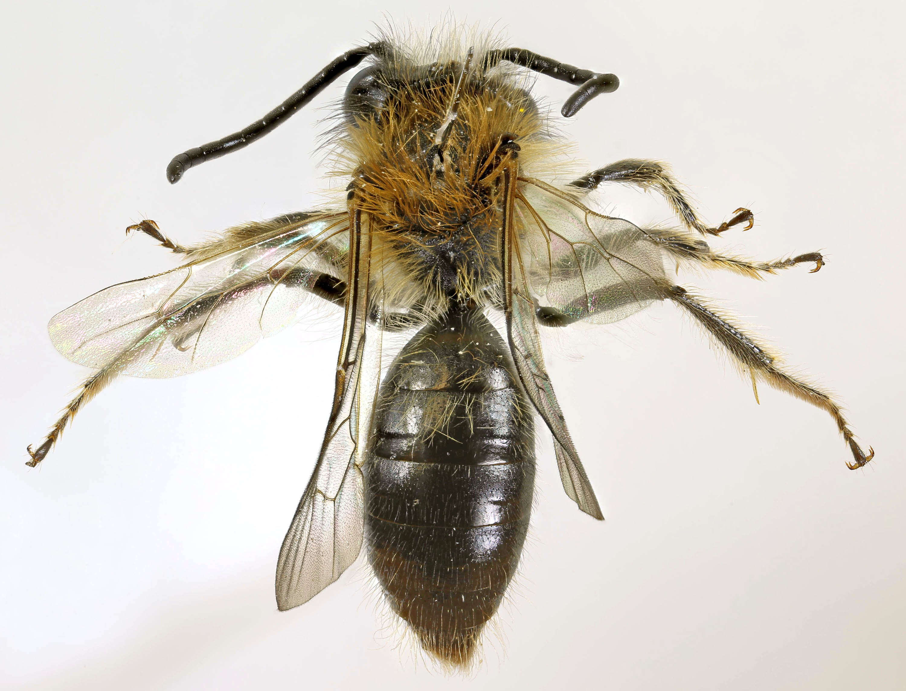 Image of Andrena lapponica Zetterstedt 1838