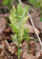 Image of dog's mercury