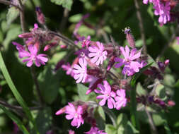 Image of hedgerow geranium